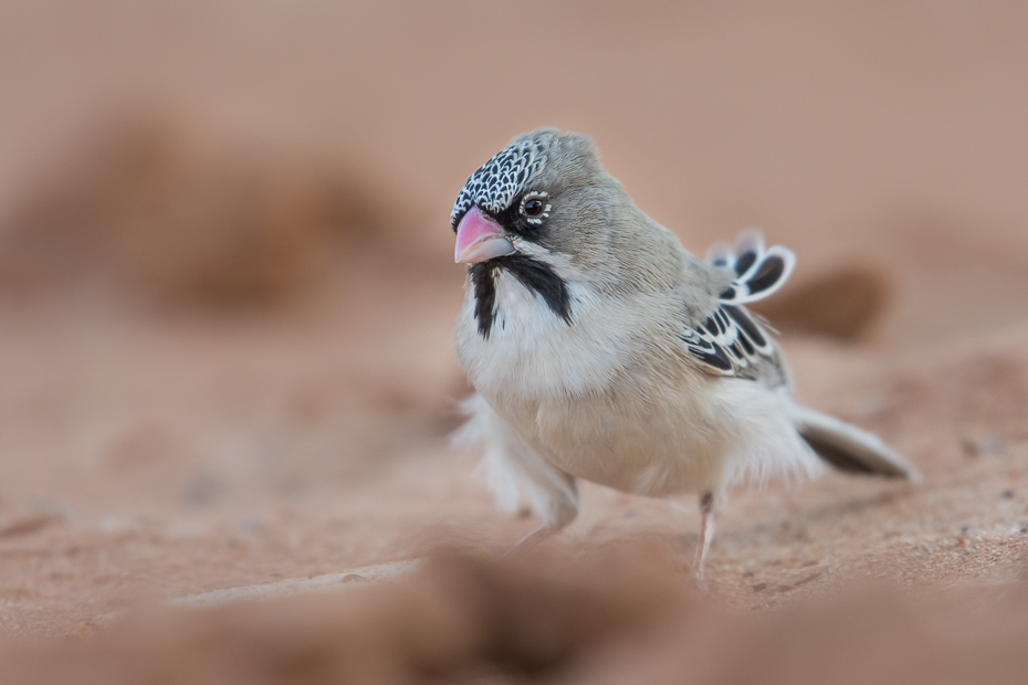  Łuskogłowik rdzawoszyi Ptaki Nikon D7200 NIKKOR 200-500mm f/5.6E AF-S Namibia 0 ptak fauna dziób oko ścieśniać wróbel zięba dzikiej przyrody pióro Emberizidae