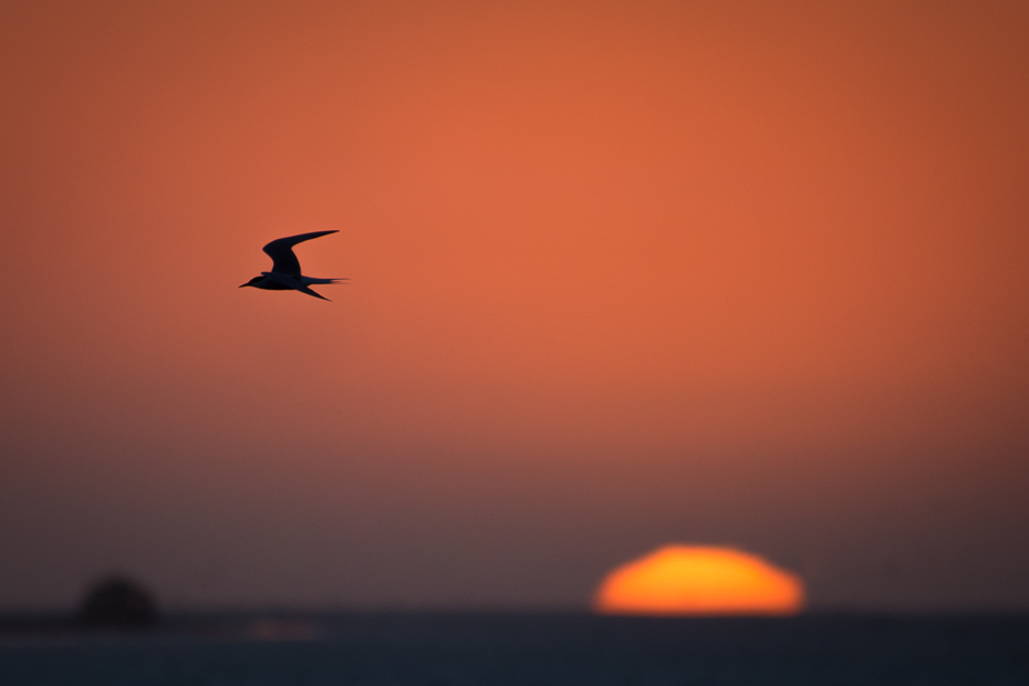  Walvis Bay Krajobraz Nikon D7200 NIKKOR 200-500mm f/5.6E AF-S Namibia 0 niebo wschód słońca zachód słońca atmosfera ziemi spokojna poświata atmosfera horyzont morze ptak