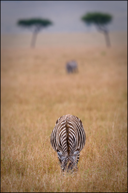  Zebra Zwierzęta Nikon D300 Sigma APO 500mm f/4.5 DG/HSM Kenia 0 dzikiej przyrody łąka ekosystem fauna sawanna zebra ścieśniać trawa preria niebo
