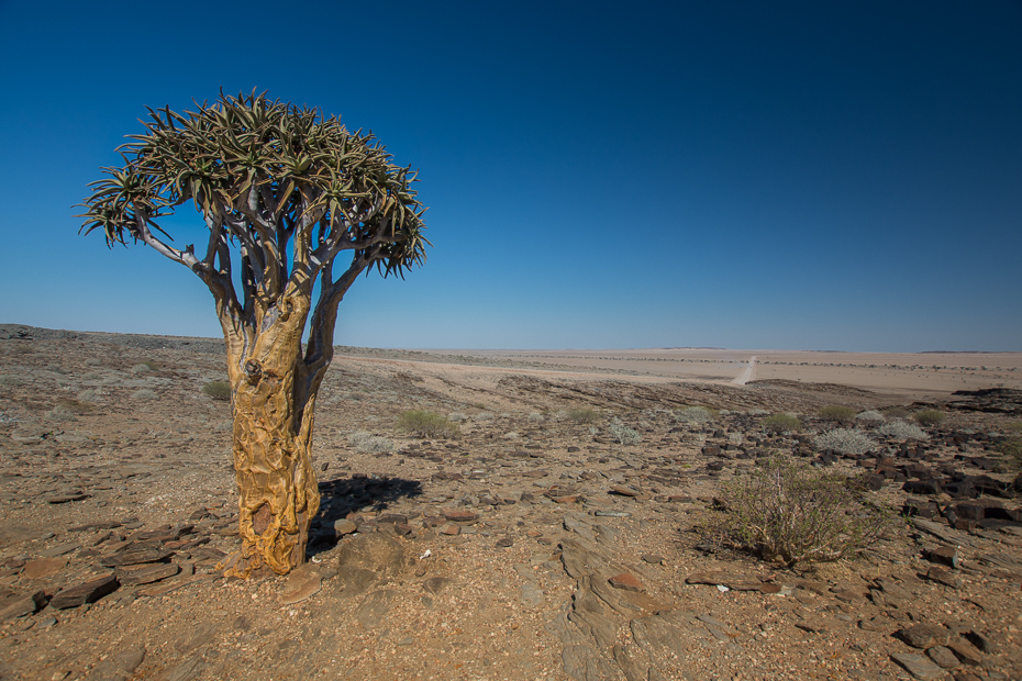  Drzewo kołczanowe Krajobraz Nikon D7100 Sigma 10-20mm f/3.5 HSM Namibia 0 ekosystem drzewo niebo krzewy wegetacja roślina drzewiasta pustynia sawanna ecoregion