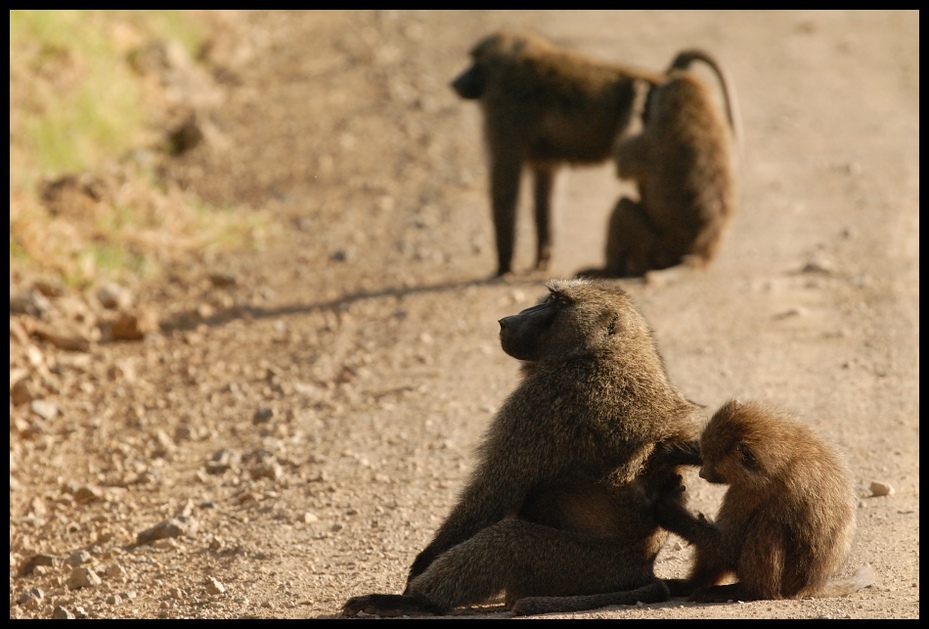  Pawiany Przyroda Nikon D200 Sigma APO 500mm f/4.5 DG/HSM Kenia 0 fauna ssak dzikiej przyrody stary świat małpa pawian prymas zwierzę lądowe ogród zoologiczny
