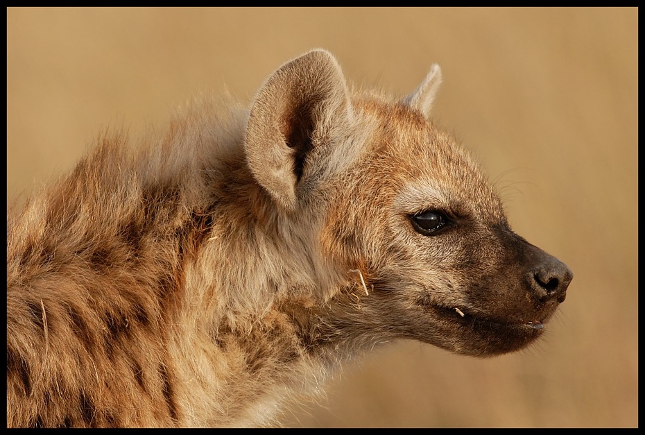  Hieny Przyroda hiena Nikon D200 Sigma APO 500mm f/4.5 DG/HSM Kenia 0 zwierzę lądowe fauna dzikiej przyrody ssak wąsy futro pysk oko szakal