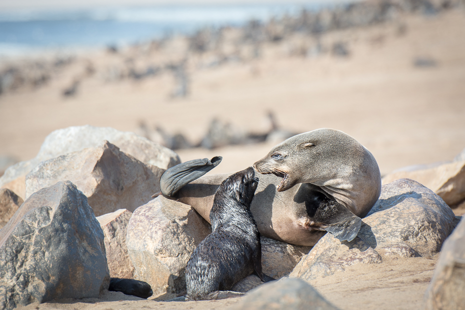  Kotiki karłowate Cape Cross Ssaki Nikon D7100 AF-S Nikkor 70-200mm f/2.8G Namibia 0 pieczęcie ssak pieczęć portowa fauna skała ssak morski dzikiej przyrody piasek pysk otoczak