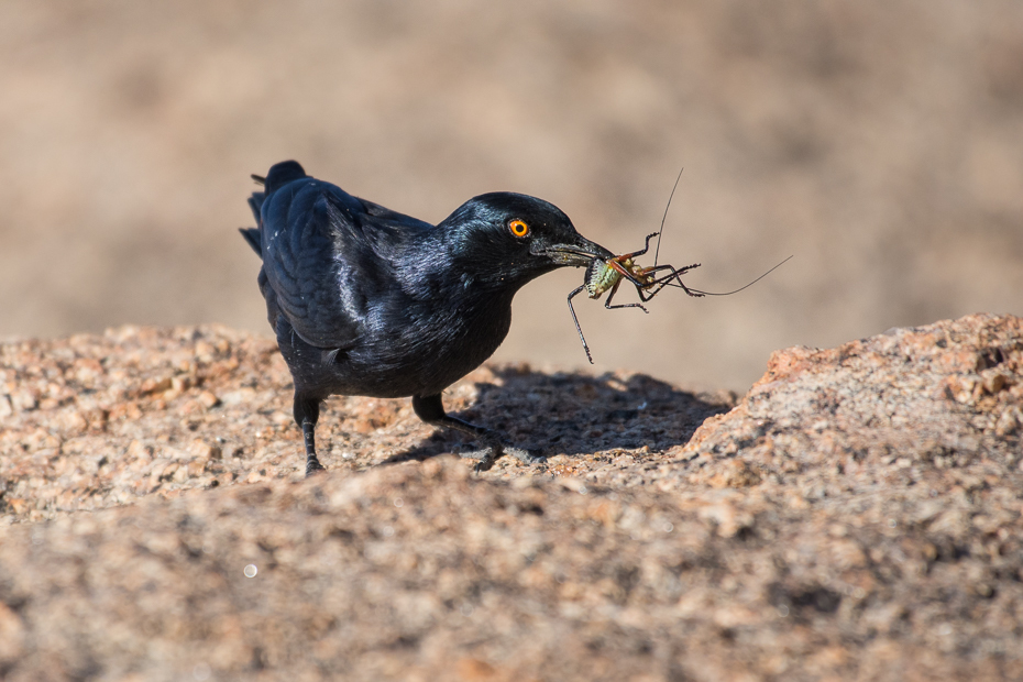  Czarnotek białoskrzydły Ptaki Nikon D7200 NIKKOR 200-500mm f/5.6E AF-S Namibia 0 ptak fauna dziób kos dzikiej przyrody organizm skrzydło ptak przysiadujący flycatcher starego świata