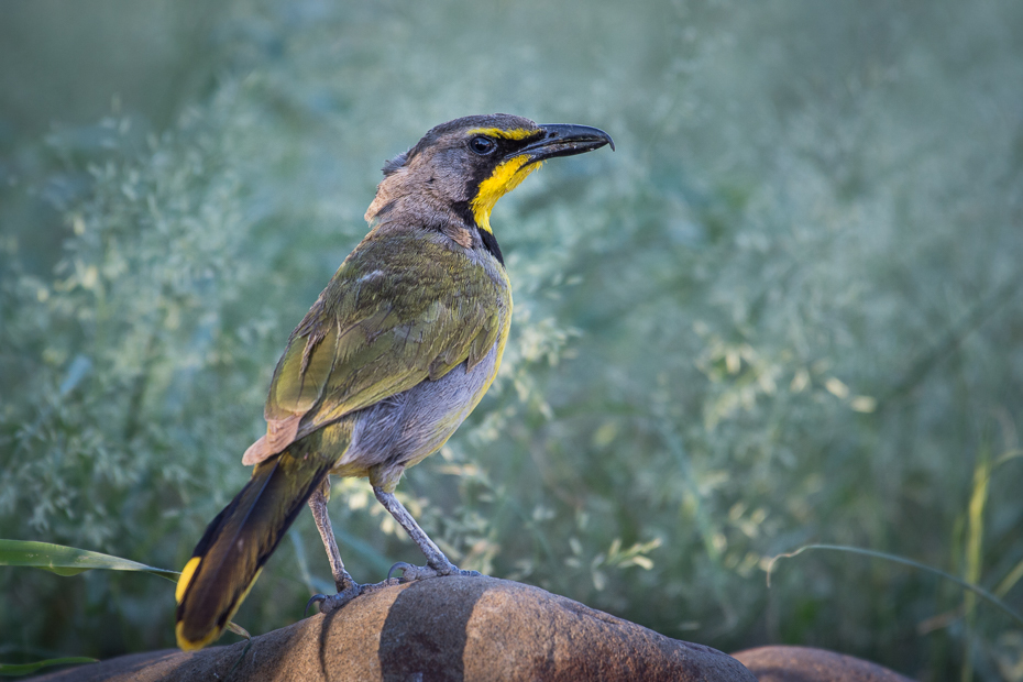  Dzierzbik żółtogardły Ptaki Nikon D7200 NIKKOR 200-500mm f/5.6E AF-S Namibia 0 ptak dziób fauna dzikiej przyrody organizm ptak przysiadujący skrzydło