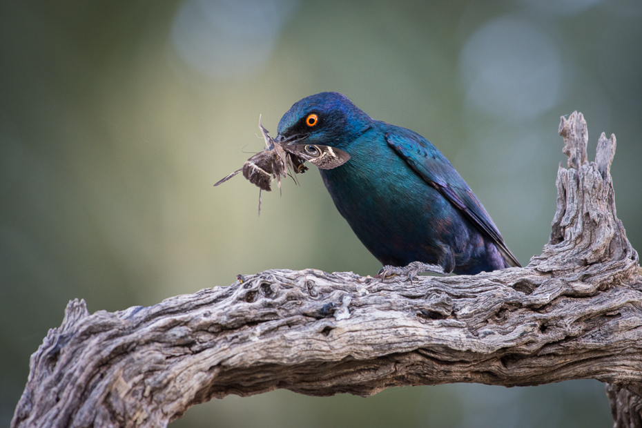  Błyszczak lśniący Ptaki Nikon D7200 NIKKOR 200-500mm f/5.6E AF-S Namibia 0 ptak dziób fauna pióro organizm dzikiej przyrody niebieski ptak flycatcher starego świata skrzydło ptak przysiadujący