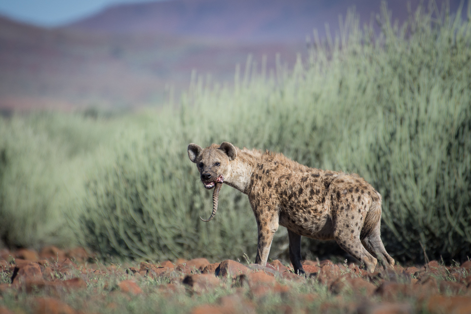 Hiena cętkowana Ssaki Nikon D7200 NIKKOR 200-500mm f/5.6E AF-S Namibia 0 dzikiej przyrody hiena ekosystem ssak pustynia fauna zwierzę lądowe łąka gepard sawanna
