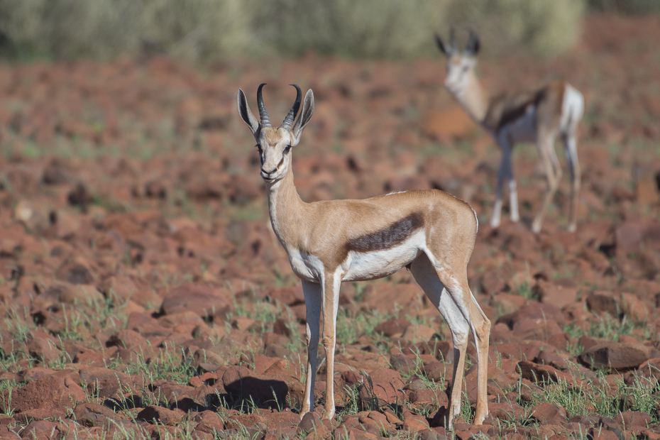  Springbok Ssaki Nikon D7200 NIKKOR 200-500mm f/5.6E AF-S Namibia 0 dzikiej przyrody springbok zwierzę lądowe gazela fauna ekosystem ssak antylopa impala łąka