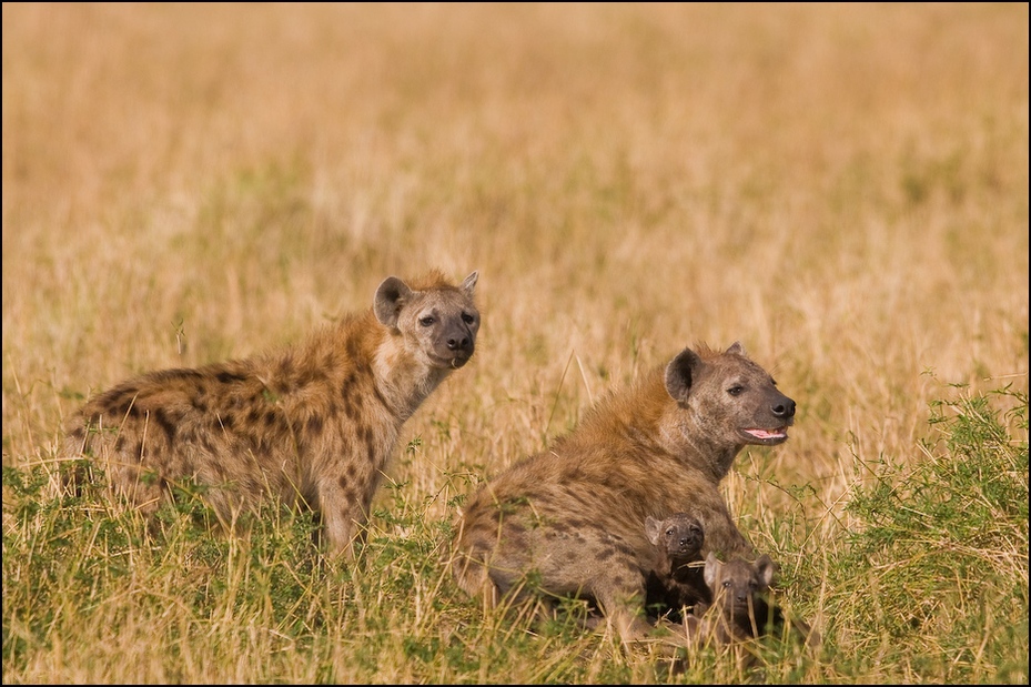 Hieny młodymi Zwierzęta Nikon D300 Sigma APO 500mm f/4.5 DG/HSM Kenia 0 dzikiej przyrody hiena zwierzę lądowe łąka ssak fauna ekosystem pustynia sawanna safari