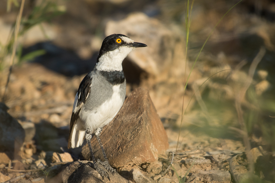  Dzierzbokos Ptaki Nikon D7200 NIKKOR 200-500mm f/5.6E AF-S Namibia 0 ptak fauna dziób dzikiej przyrody organizm