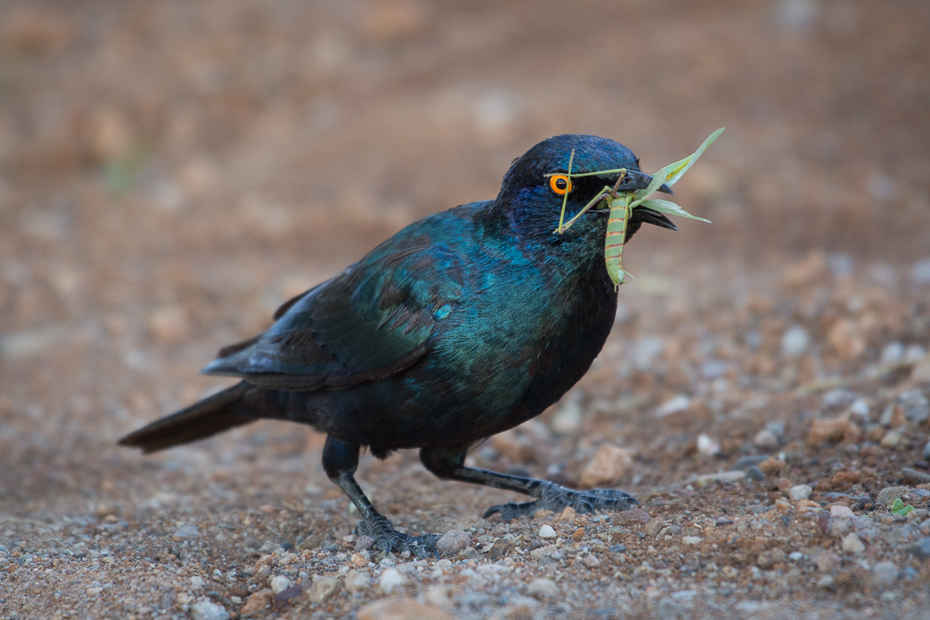  Błyszczak lśniący Ptaki Nikon D7200 NIKKOR 200-500mm f/5.6E AF-S Namibia 0 ptak dziób fauna kos organizm dzikiej przyrody pióro ptak przysiadujący skrzydło