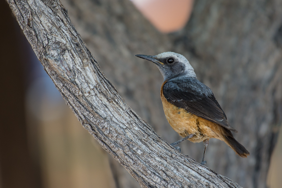  Nagórnik krótkopalcowy Ptaki Nikon D7200 NIKKOR 200-500mm f/5.6E AF-S Namibia 0 ptak fauna dziób dzikiej przyrody pióro flycatcher starego świata strzyżyk ptak przysiadujący skrzydło
