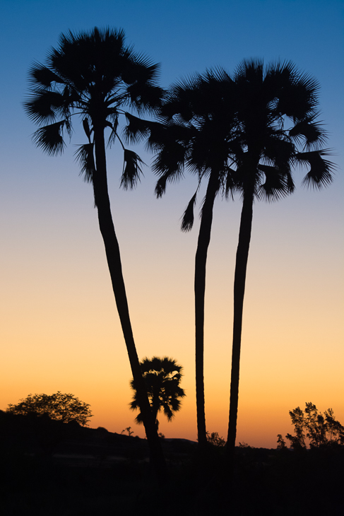  Palmy zachodzie Krajobraz Nikon D7100 AF-S Nikkor 70-200mm f/2.8G Namibia 0 niebo drzewo borassus flabellifer roślina drzewiasta drzewo palmowe Arecales zachód słońca atmosfera ziemi sylwetka Chmura
