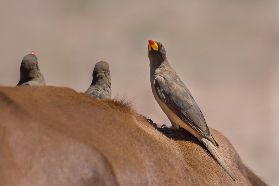  Bąkojad żółtodzioby Ptaki Nikon D7200 NIKKOR 200-500mm f/5.6E AF-S Namibia 0 ptak fauna dziób dzikiej przyrody pióro organizm ecoregion zięba