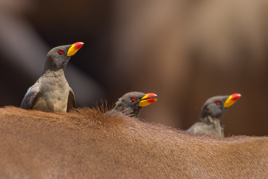  Bąkojad żółtodzioby Ptaki Nikon D7200 NIKKOR 200-500mm f/5.6E AF-S Namibia 0 ptak dziób fauna ścieśniać dzikiej przyrody organizm acridotheres