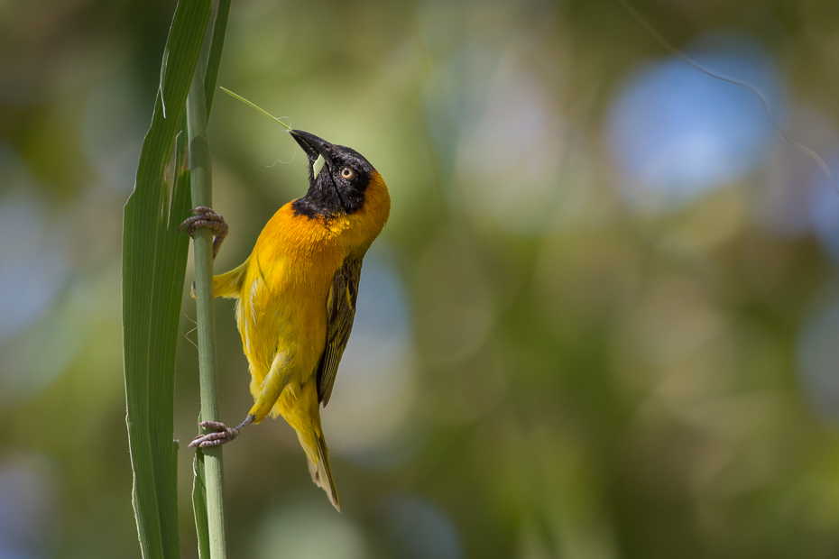  Wikłacz akacjowy Ptaki Nikon D7200 NIKKOR 200-500mm f/5.6E AF-S Namibia 0 ptak fauna dziób dzikiej przyrody flora organizm wilga na starym świecie flycatcher starego świata zięba fotografia makro