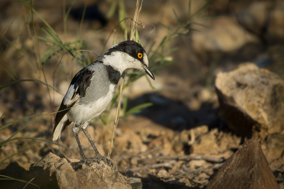  Dzierzbokos Ptaki Nikon D7200 NIKKOR 200-500mm f/5.6E AF-S Namibia 0 ptak dziób fauna ekosystem dzikiej przyrody organizm flycatcher starego świata