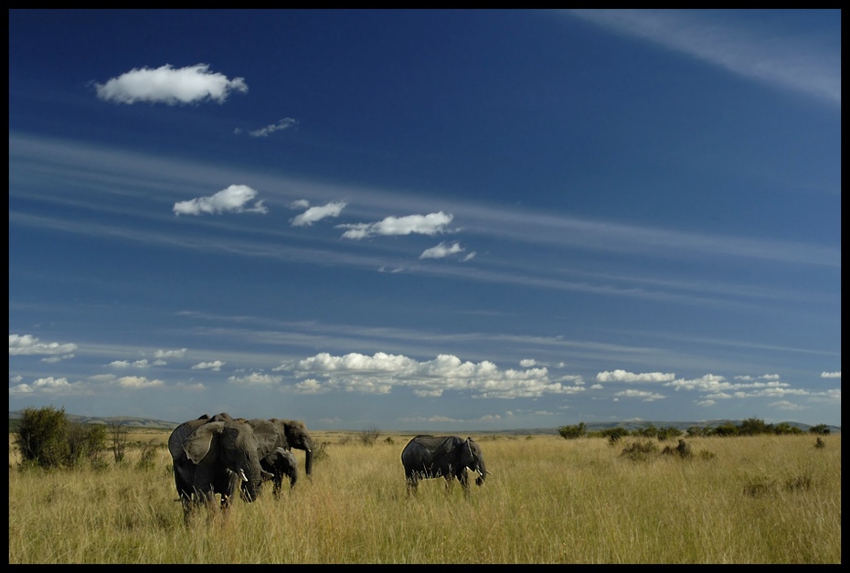  Słonie #12 Przyroda Nikon D200 AF-S Zoom-Nikkor 18-70mm f/3.5-4.5G IF-ED Kenia 0 łąka dzikiej przyrody sawanna niebo ekosystem Równina preria pustynia rezerwat przyrody safari