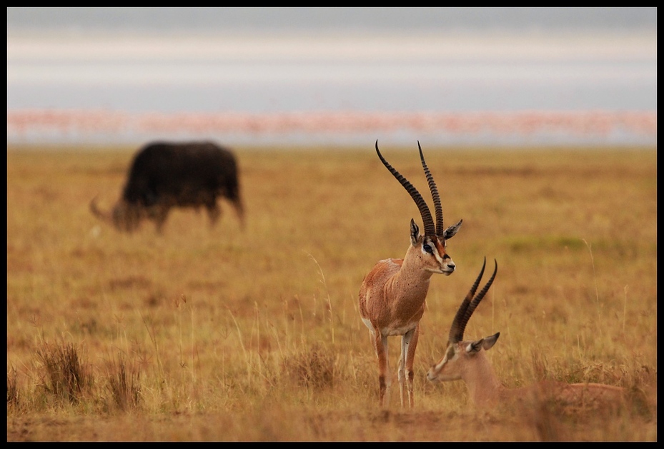  Jezioro Nakuru Przyroda nakuru, impale, bawoły, ssaki Nikon D200 Sigma APO 500mm f/4.5 DG/HSM Kenia 0 dzikiej przyrody łąka ekosystem fauna sawanna zwierzę lądowe pustynia antylopa róg safari
