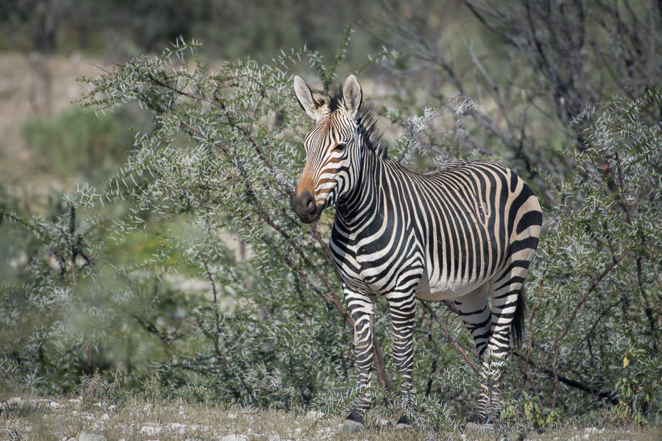  Zebra górska Ssaki Nikon D7200 NIKKOR 200-500mm f/5.6E AF-S Namibia 0 dzikiej przyrody zebra zwierzę lądowe ssak fauna pustynia łąka safari trawa koń jak ssak