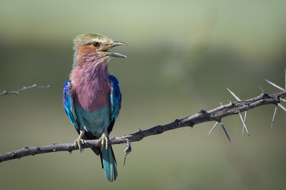  Kraska liliowopierśna Ptaki Nikon D7200 NIKKOR 200-500mm f/5.6E AF-S Namibia 0 ptak wałek dziób fauna dzikiej przyrody pióro coraciiformes skrzydło organizm gałąź