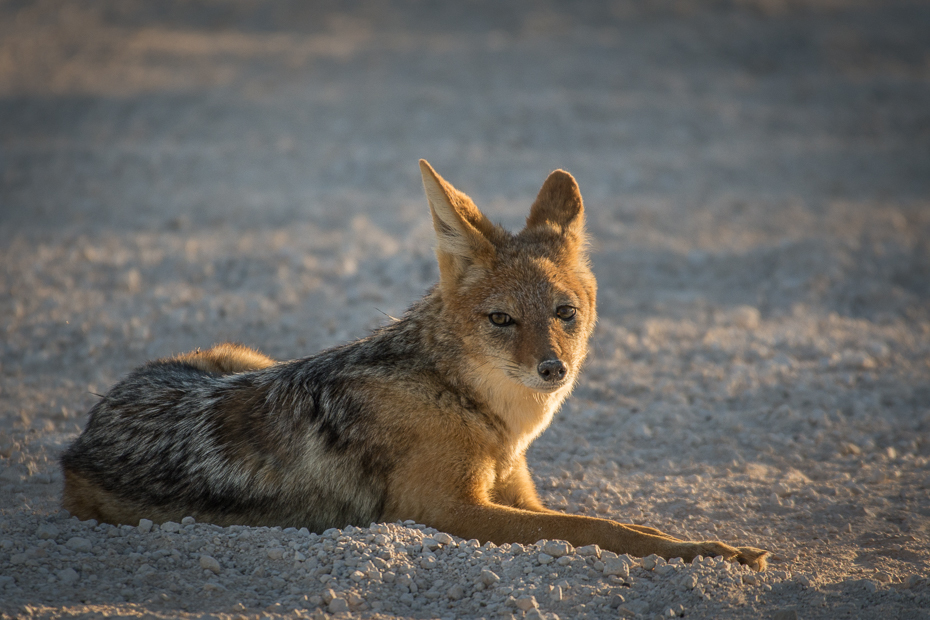  Szakal Ssaki Nikon D7200 NIKKOR 200-500mm f/5.6E AF-S Namibia 0 szakal dzikiej przyrody fauna ssak kojot pysk dhole szary lis pies jak ssak
