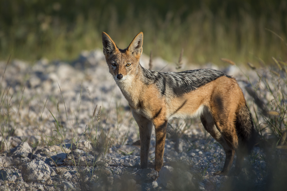  Szakal Ssaki Nikon D7200 NIKKOR 200-500mm f/5.6E AF-S Namibia 0 dzikiej przyrody szakal fauna ssak czerwony lis lis kojot pysk zwierzę lądowe kit lis