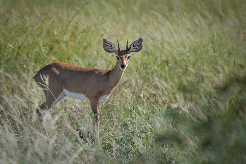  Stenbok Ssaki Nikon D7200 NIKKOR 200-500mm f/5.6E AF-S Namibia 0 dzikiej przyrody jeleń fauna ssak ekosystem łąka zwierzę lądowe Sarna z bialym ogonem trawa impala