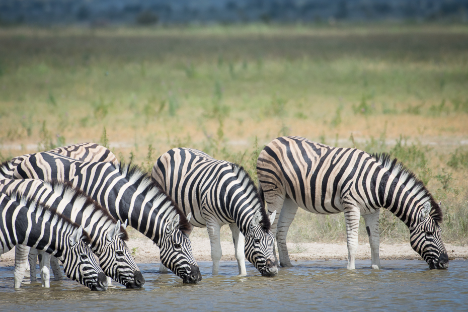  Zebry Ssaki Nikon D7200 NIKKOR 200-500mm f/5.6E AF-S Namibia 0 dzikiej przyrody zebra zwierzę lądowe fauna safari łąka sawanna trawa stado Park Narodowy
