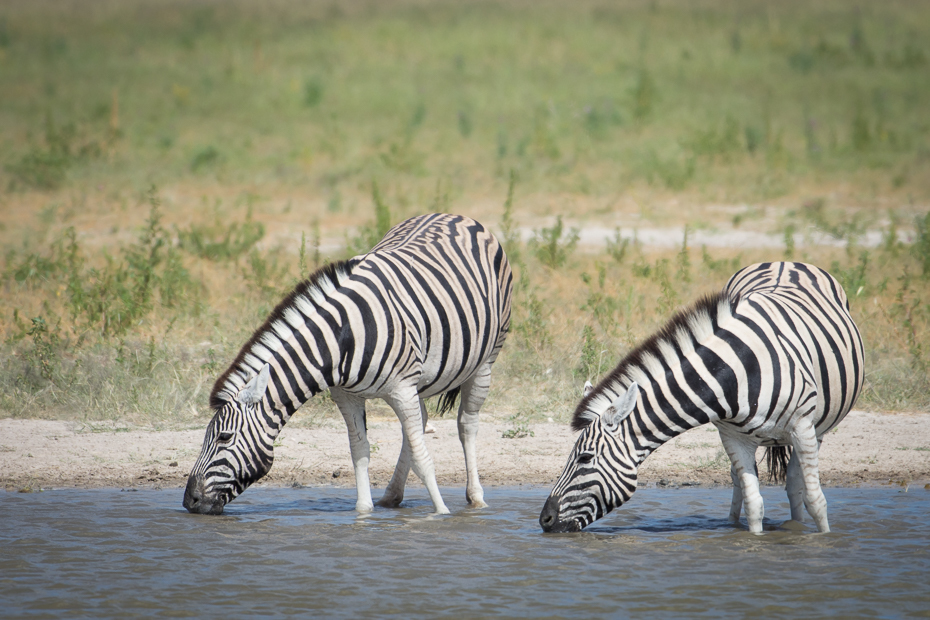 Zebry Ssaki Nikon D7200 NIKKOR 200-500mm f/5.6E AF-S Namibia 0 dzikiej przyrody zebra fauna ssak zwierzę lądowe safari quagga trawa pysk
