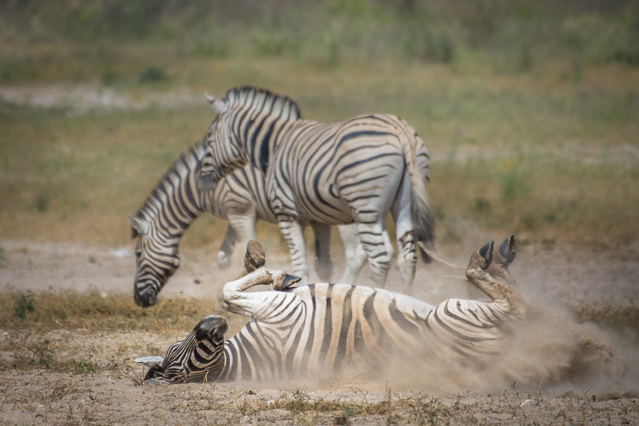  Zebra Ssaki Nikon D7200 NIKKOR 200-500mm f/5.6E AF-S Namibia 0 dzikiej przyrody zwierzę lądowe zebra łąka ssak fauna sawanna safari trawa Park Narodowy