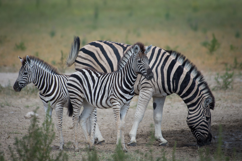  Zebra Ssaki Nikon D7200 NIKKOR 200-500mm f/5.6E AF-S Namibia 0 dzikiej przyrody zebra zwierzę lądowe fauna ssak łąka trawa safari koń jak ssak organizm