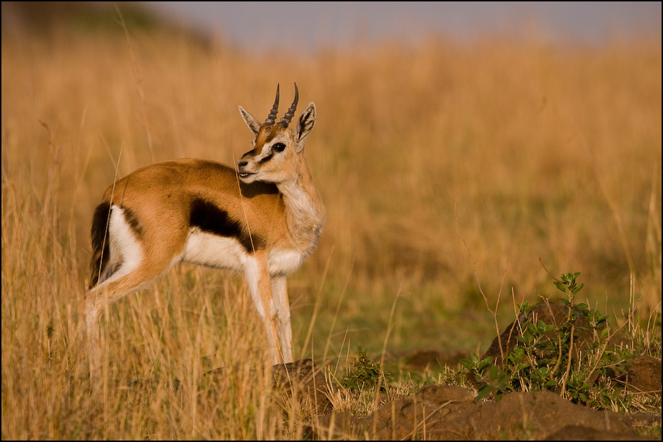  Gazela poranku Zwierzęta Nikon D300 Sigma APO 500mm f/4.5 DG/HSM Kenia 0 dzikiej przyrody łąka ekosystem fauna ssak gazela preria springbok antylopa zwierzę lądowe