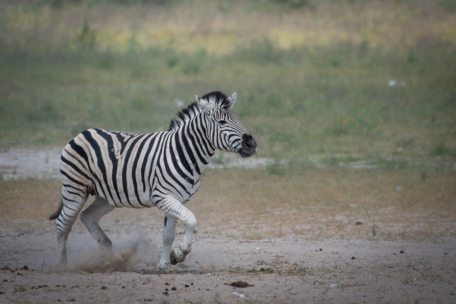  Zebra Ssaki Nikon D7200 NIKKOR 200-500mm f/5.6E AF-S Namibia 0 dzikiej przyrody zebra zwierzę lądowe ssak fauna koń jak ssak safari organizm łąka pysk