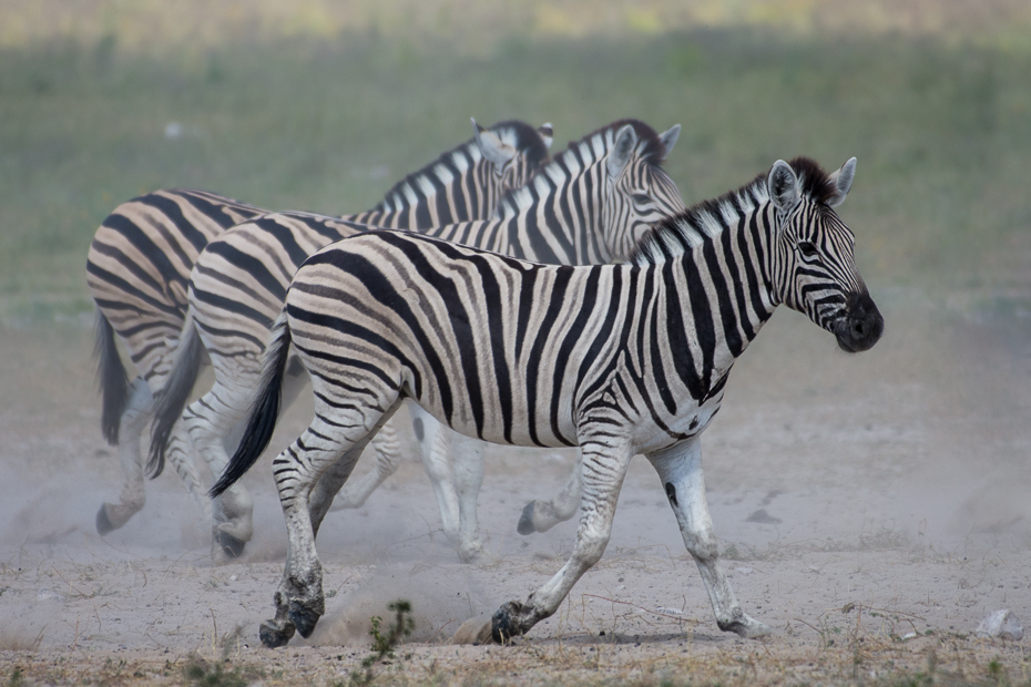  Zebra Ssaki Nikon D7200 NIKKOR 200-500mm f/5.6E AF-S Namibia 0 dzikiej przyrody zebra zwierzę lądowe fauna łąka koń jak ssak safari sawanna quagga grzywa