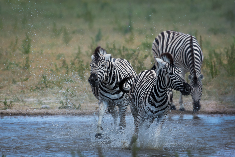  Zebry Ssaki Nikon D7200 NIKKOR 200-500mm f/5.6E AF-S Namibia 0 dzikiej przyrody zebra ssak fauna zwierzę lądowe safari koń jak ssak quagga