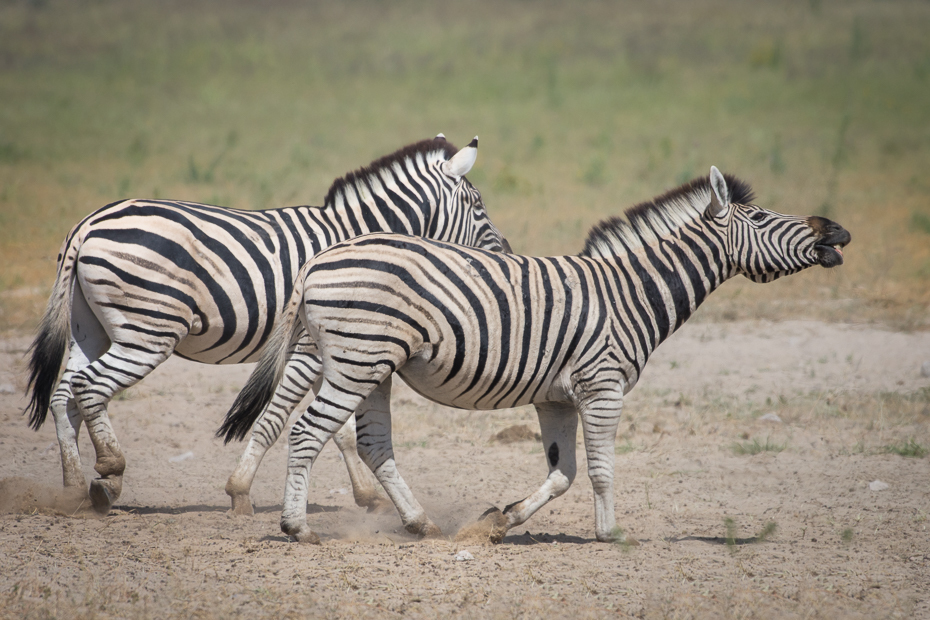  Zebry Ssaki Nikon D7200 NIKKOR 200-500mm f/5.6E AF-S Namibia 0 dzikiej przyrody zebra zwierzę lądowe fauna łąka sawanna safari stado organizm trawa