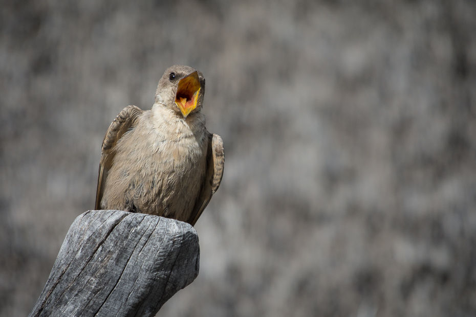  Jaskółka blada Ptaki Nikon D7200 NIKKOR 200-500mm f/5.6E AF-S Namibia 0 ptak dziób fauna ptak drapieżny dzikiej przyrody sęp skrzydło