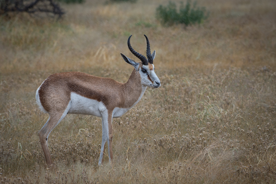  Springbok Ssaki Nikon D7200 NIKKOR 200-500mm f/5.6E AF-S Namibia 0 dzikiej przyrody springbok fauna zwierzę lądowe ssak antylopa gazela impala róg łąka