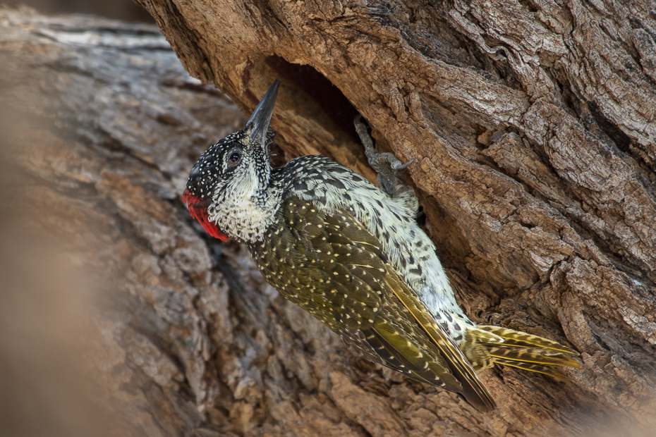 Dzięciolik złotosterny Ptaki Nikon D7200 NIKKOR 200-500mm f/5.6E AF-S Namibia 0 ptak fauna dziób organizm dzikiej przyrody piciformes galliformes