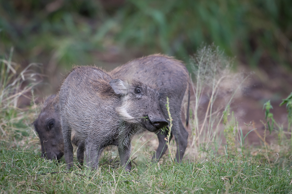  Młode guźce Ssaki Nikon D7200 NIKKOR 200-500mm f/5.6E AF-S Namibia 0 świnia jak ssak dzika ssak fauna dzikiej przyrody świnia zwierzę lądowe pekari Guziec trawa