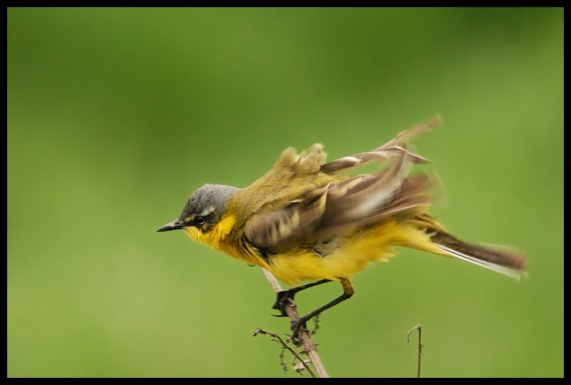  Pliszka żółta Ptaki pliszka ptaki Nikon D200 Sigma APO 50-500mm f/4-6.3 HSM Zwierzęta ptak fauna dzikiej przyrody dziób flora zięba flycatcher starego świata organizm skrzydło coraciiformes