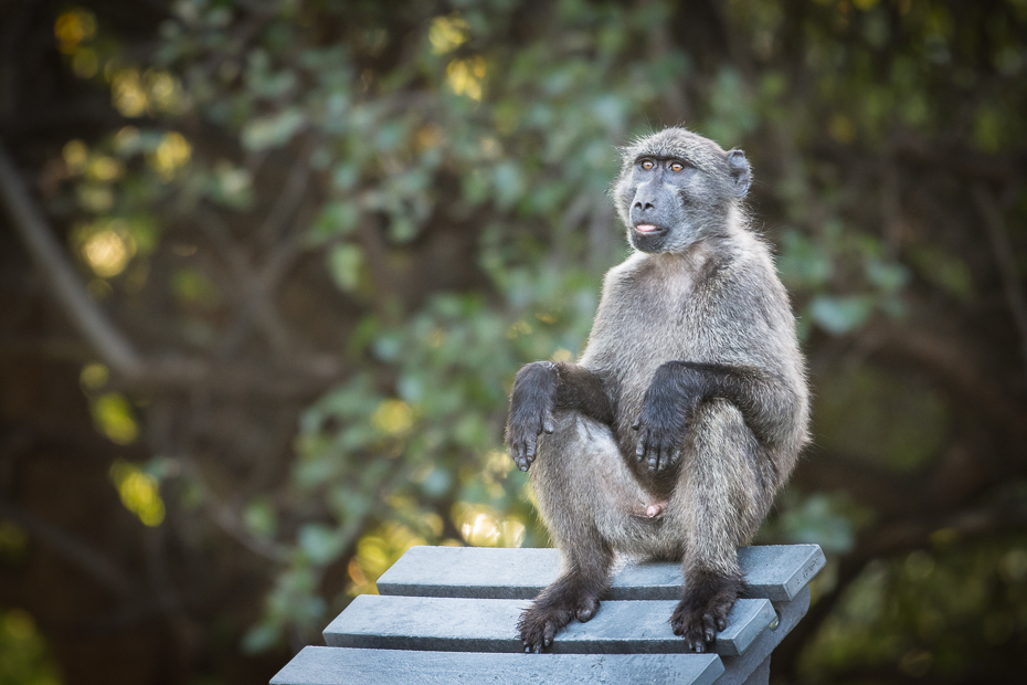  Pawian Ssaki Nikon D7200 NIKKOR 200-500mm f/5.6E AF-S Namibia 0 fauna ssak makak dzikiej przyrody prymas drzewo stary świat małpa świątynia organizm roślina
