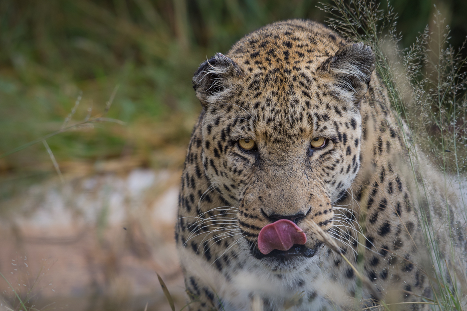  Lampart Ssaki Nikon D7200 NIKKOR 200-500mm f/5.6E AF-S Namibia 0 lampart dzikiej przyrody zwierzę lądowe jaguar ssak pustynia fauna wąsy gepard duże koty
