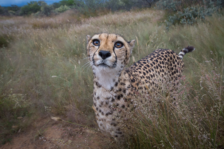  Gepard Ssaki Nikon D7200 Sigma 10-20mm f/3.5 HSM Namibia 0 gepard dzikiej przyrody zwierzę lądowe ekosystem pustynia fauna łąka safari ecoregion wąsy