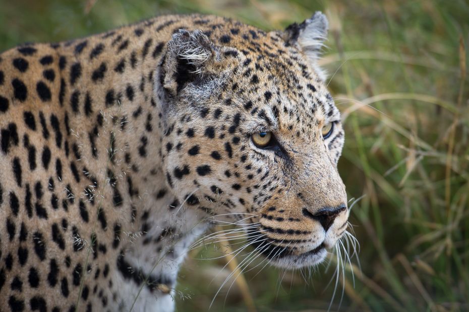  Lampart Ssaki Nikon D7100 AF-S Nikkor 70-200mm f/2.8G Namibia 0 lampart dzikiej przyrody zwierzę lądowe jaguar ssak fauna wąsy pustynia gepard duże koty