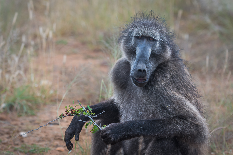  Pawian Ssaki Nikon D7100 AF-S Nikkor 70-200mm f/2.8G Namibia 0 fauna pawian dzikiej przyrody prymas stary świat małpa makak zwierzę lądowe organizm trawa pysk