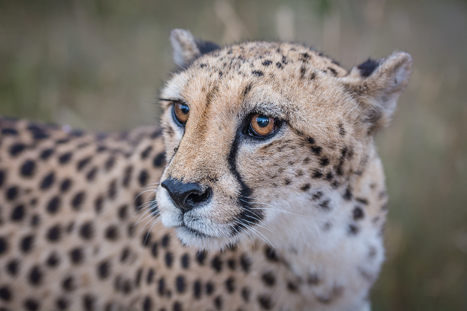  Gepard Ssaki Nikon D7100 AF-S Nikkor 70-200mm f/2.8G Namibia 0 gepard dzikiej przyrody zwierzę lądowe ssak fauna wąsy pysk kot jak ssak organizm safari