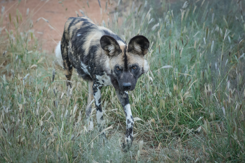  Likaon Ssaki Nikon D7100 AF-S Nikkor 70-200mm f/2.8G Namibia 0 dzikiej przyrody Likaon pictus ssak fauna zwierzę lądowe trawa pysk dhole pies jak ssak safari