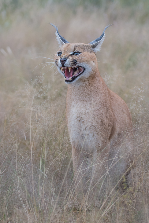  Karakal Ssaki Nikon D7100 AF-S Nikkor 70-200mm f/2.8G Namibia 0 dzikiej przyrody fauna ssak zwierzę lądowe kot jak ssak sawanna trawa antylopa pysk safari